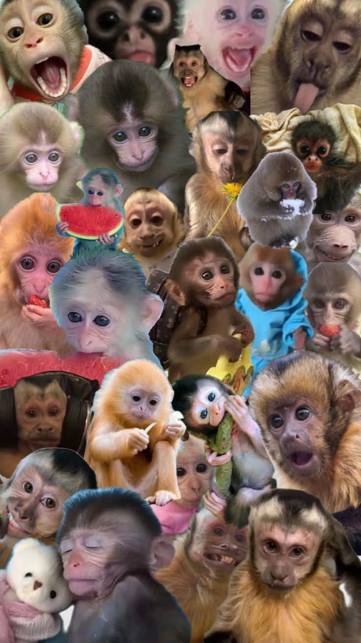 a collage of many different monkeys with their mouths open and eyes wide open to the camera