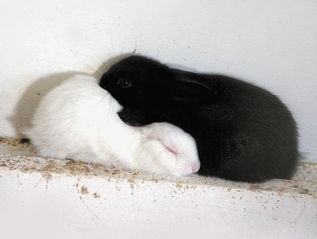 two black and white rabbits cuddle together in a corner on the wall next to each other