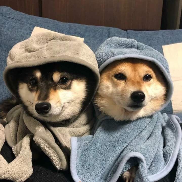 two dogs are wrapped in towels on a bed together, one is brown and the other is white