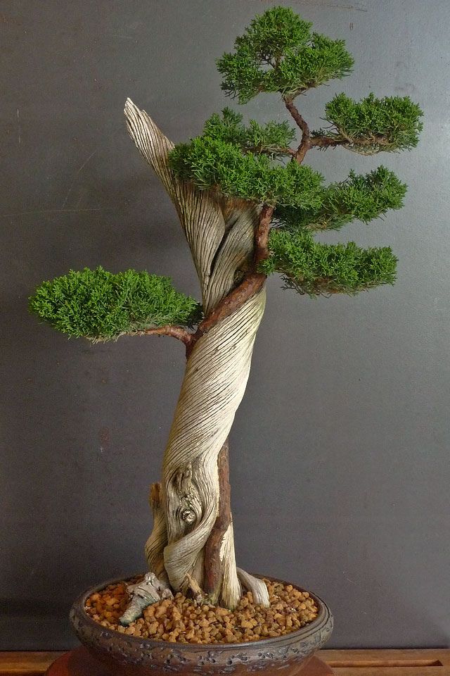 a bonsai tree in a pot on a table