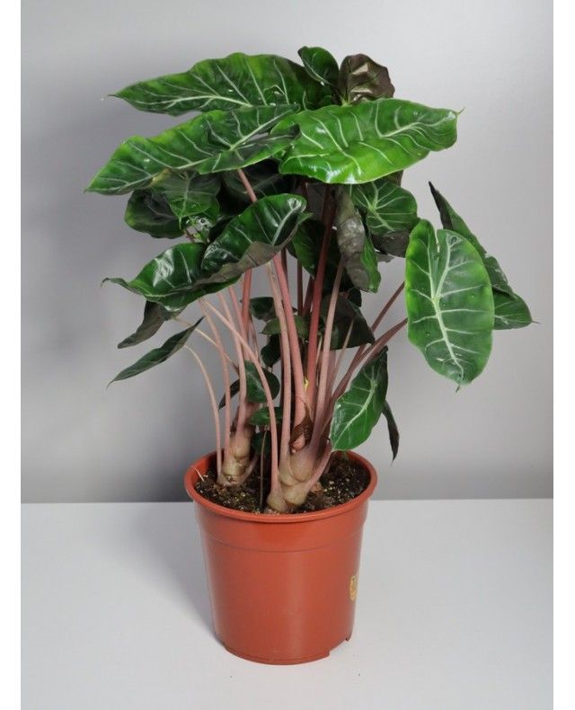 a potted plant with lots of green leaves