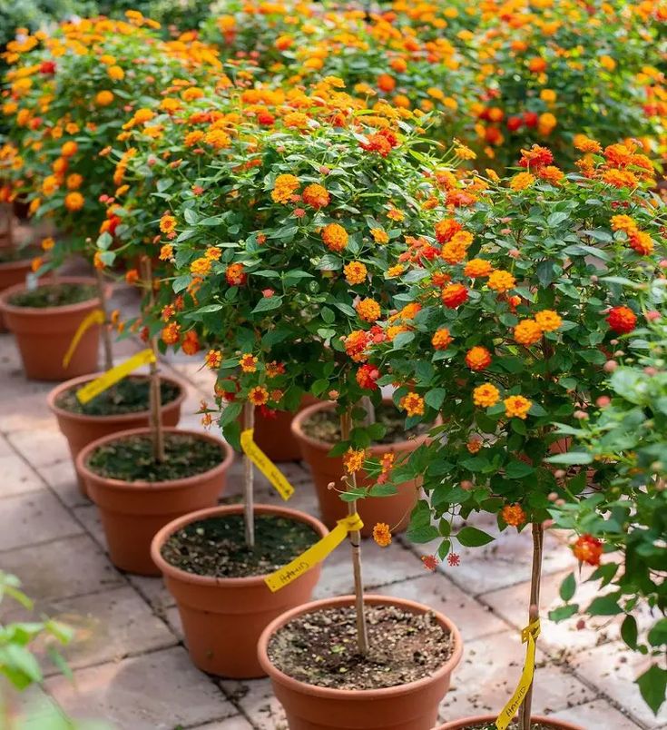 many potted plants with orange flowers in them