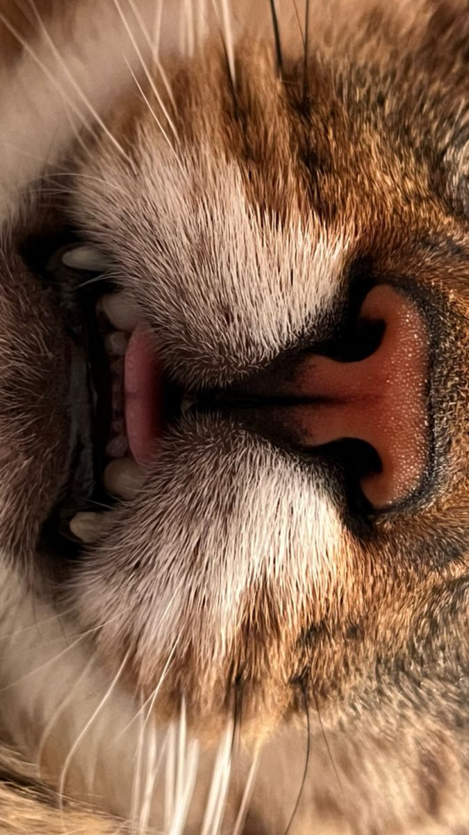 Cat close up, mouth and teef Animal Yawning, Cat Mouth, Artist Things, Mouth Photography, Animal Close Up, Close Up Art, Black And White Lion, Tiger Tooth, Cat Nose