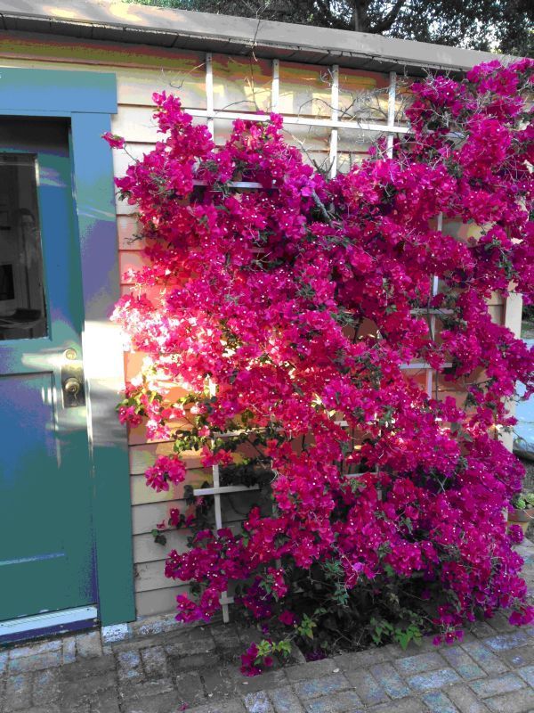 purple flowers growing on the side of a building