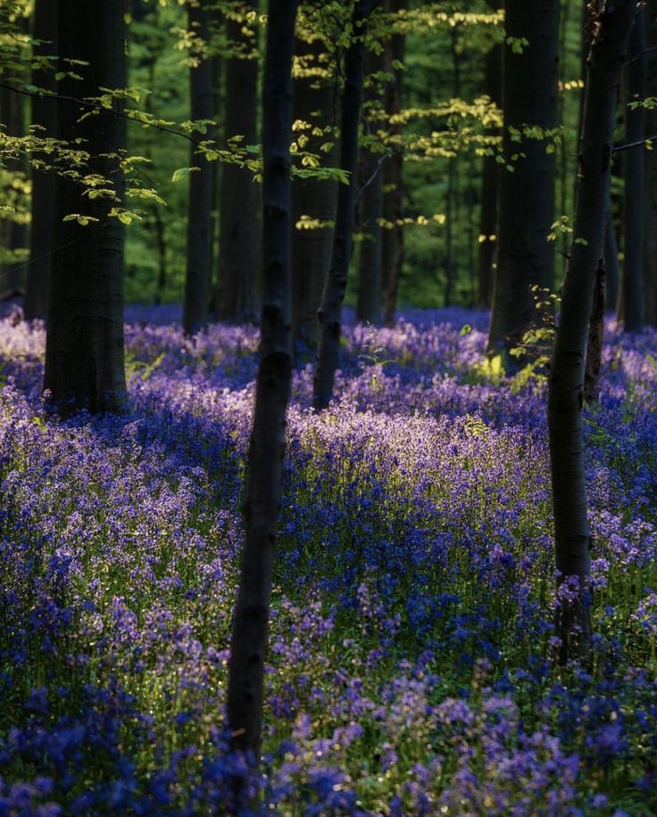 a forest filled with lots of purple flowers