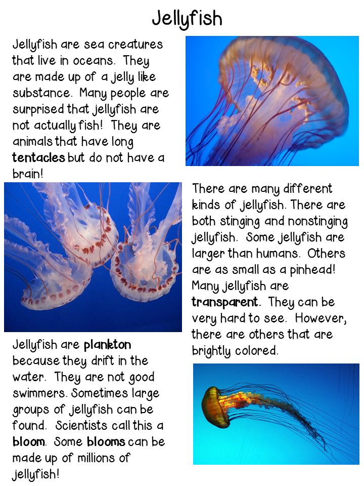 Great freebie! Informational text written on 3 different levels- the differentiation is done for you! Includes close reading questions, writing prompts &more! Jellyfish Facts, Reading Questions, Animal Report, Grade Three, Montessori Teaching, Animal Studies, Ocean Unit, Reading Street, Classroom Freebies