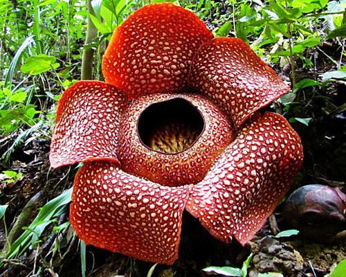 a large red flower sitting on top of a lush green forest filled with trees and bushes