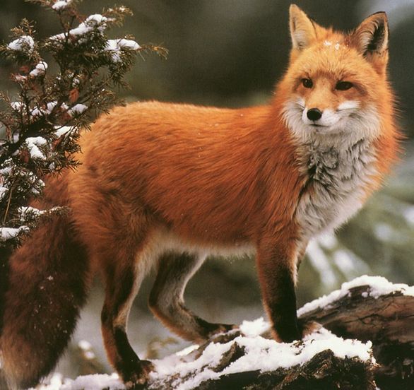 a red fox standing on top of a snow covered tree branch in the woods with it's eyes open