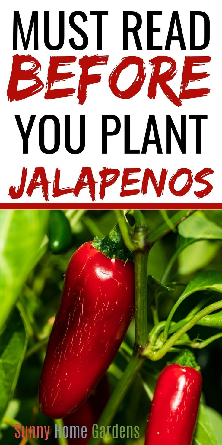 top says "Must Read Before You Plant Jalapenos", bottom is a pic of ripe, red jalapenos growing on a plant Grow Jalapenos In Containers, Jalapeno Plants Growing, Growing Peppers In Garden, Jalapeno Garden, How To Grow Jalapenos, Grow Jalapenos, Red Jalapenos, Gardening Peppers, Growing Chillies