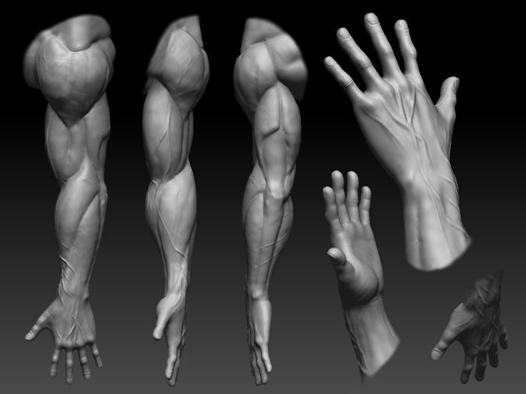 Heroic Male Arm/Hand by Antonio Salazar Valero | 3D | CGSociety Male Hand Anatomy, Forearm Reference, Muscular Hands, Muscular Forearms, Portrait Anatomy, Zbrush Anatomy, Muscular Arms, Arm Anatomy, Hand Anatomy