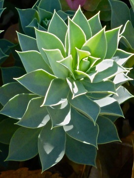 a large green plant with lots of leaves