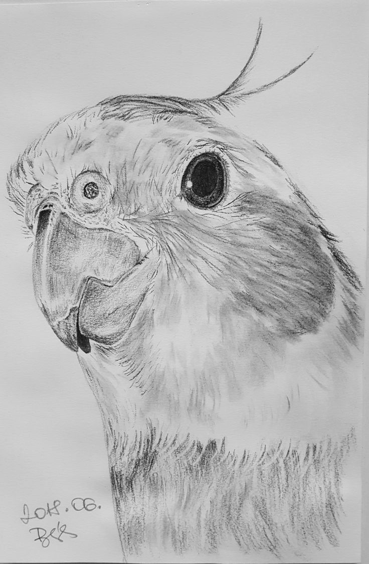 a drawing of a bird with big eyes