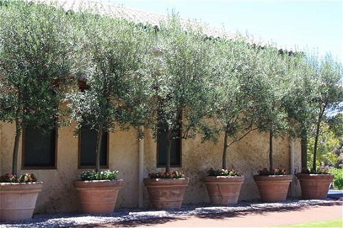 there are many potted olive trees in front of the building