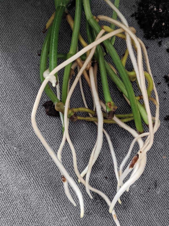 some green and white onions are on the floor next to each other with roots growing out of them