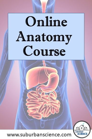 the words online anatomy course are in front of an image of a human body