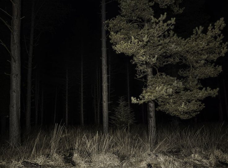 a black and white photo of trees in the woods at night with no leaves on them