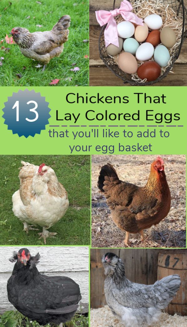 chickens that lay colored eggs that you'll like to add to your egg basket