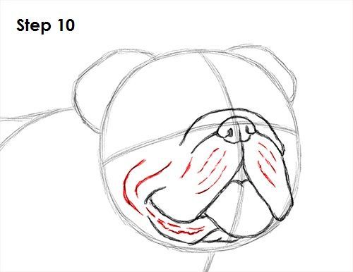 how to draw a cartoon bear's face with step by step instructions for beginners