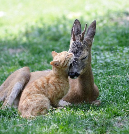 an animal that is laying down in the grass with its head on another animal's ear