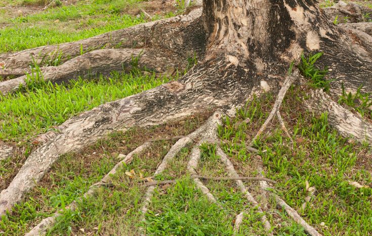 a tree that has been cut down in the grass