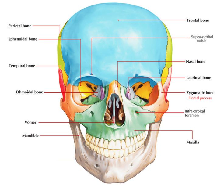 the bones of the head and neck are labeled with labels on each side of the skull