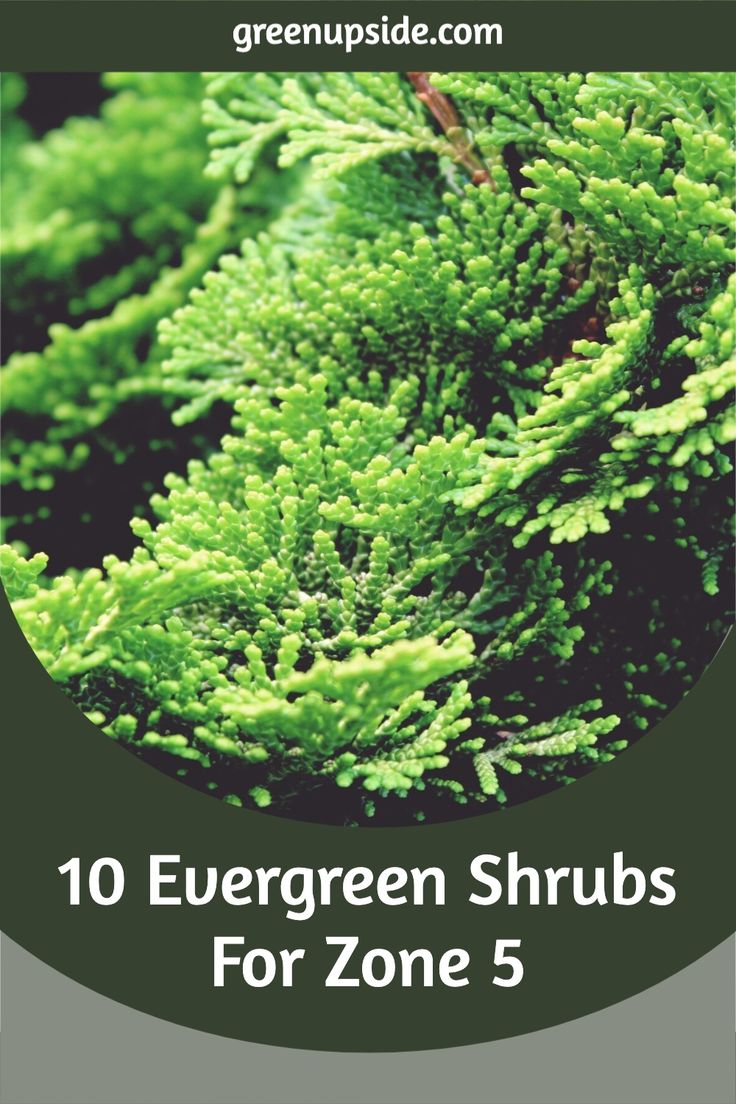 the top ten evergreen shrubs for zone 5