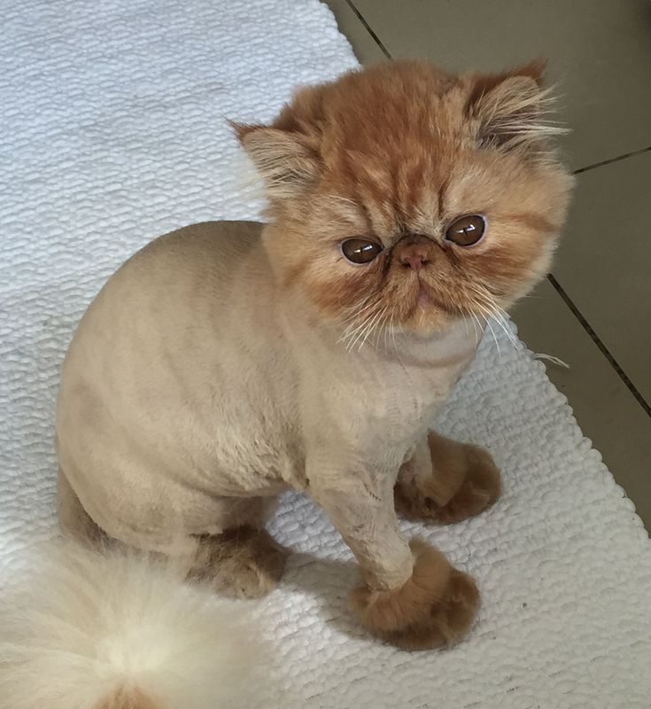 a small cat sitting on top of a white towel