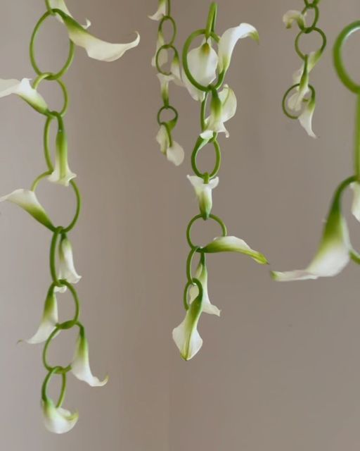 some white flowers hanging from the ceiling with green stems and rings around them in front of a gray wall