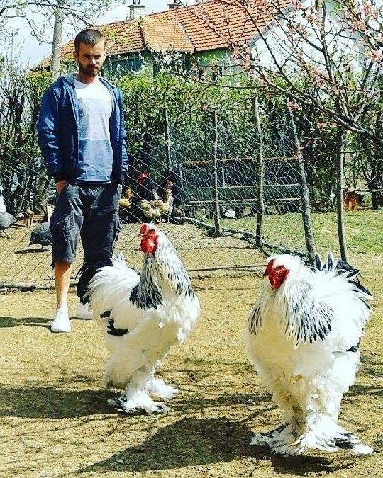 a man standing next to two chickens on a field