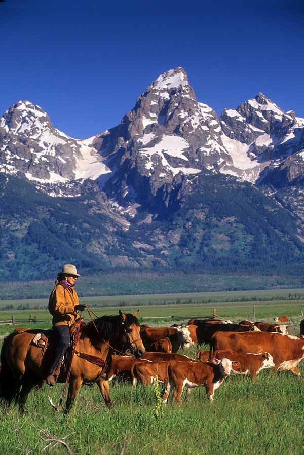 a man riding on the back of a brown horse next to cows in a field