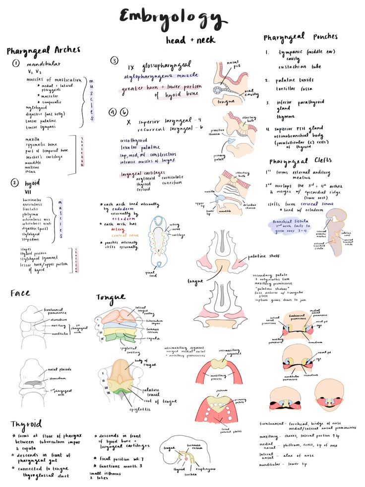 an illustrated diagram shows the different types of body parts and how they are used to describe them