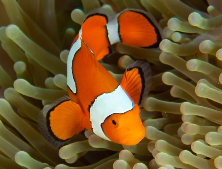 an orange and white clownfish swimming in the water near some sea anemones