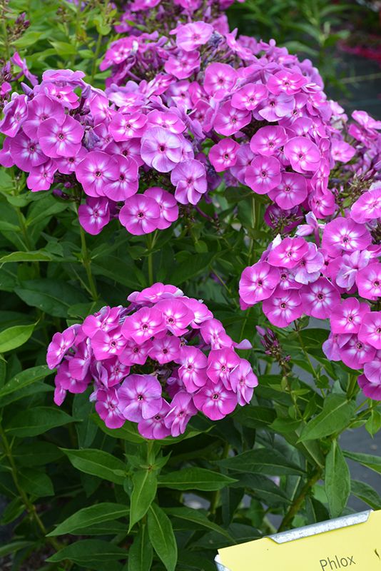 purple flowers with green leaves in the foreground and a yellow sign on the other side