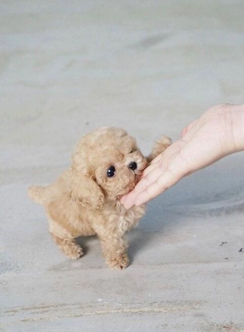 a small brown dog being held by someone's hand