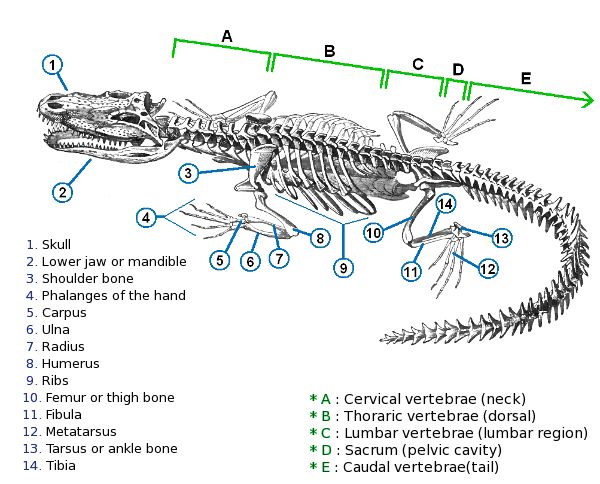 an image of a diagram of a lizard's skeleton and its parts labeled in the following words