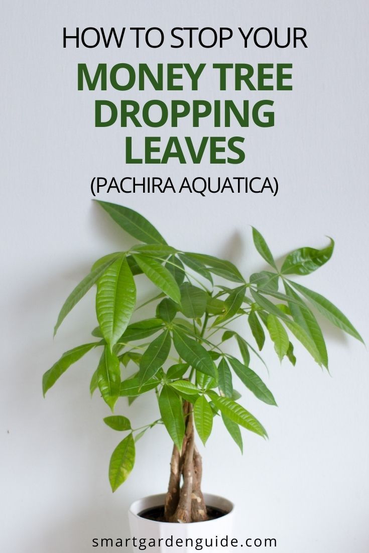 a potted plant with the words how to stop your money tree dropping leaves pachira aquatica