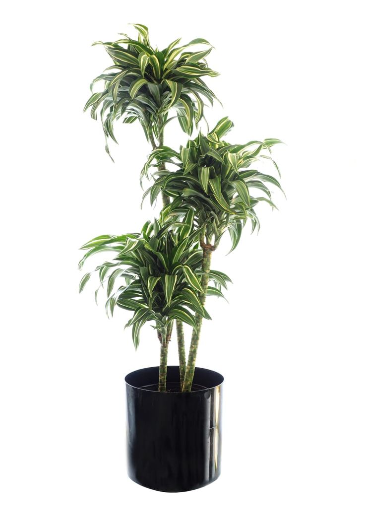 a potted plant with green leaves in it on a white background and black base