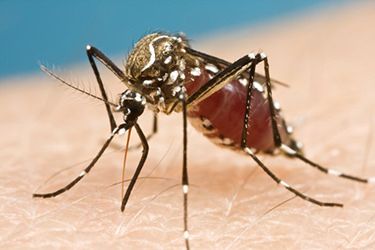 a mosquito on someone's arm with it's legs spread out