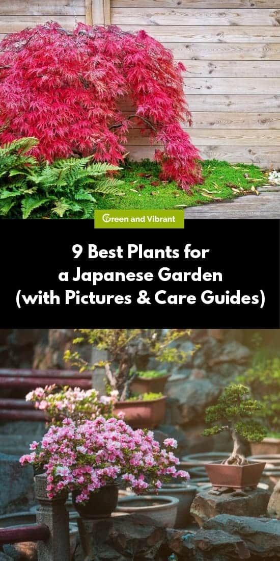 the 9 best plants for a japanese garden with pictures and care guides