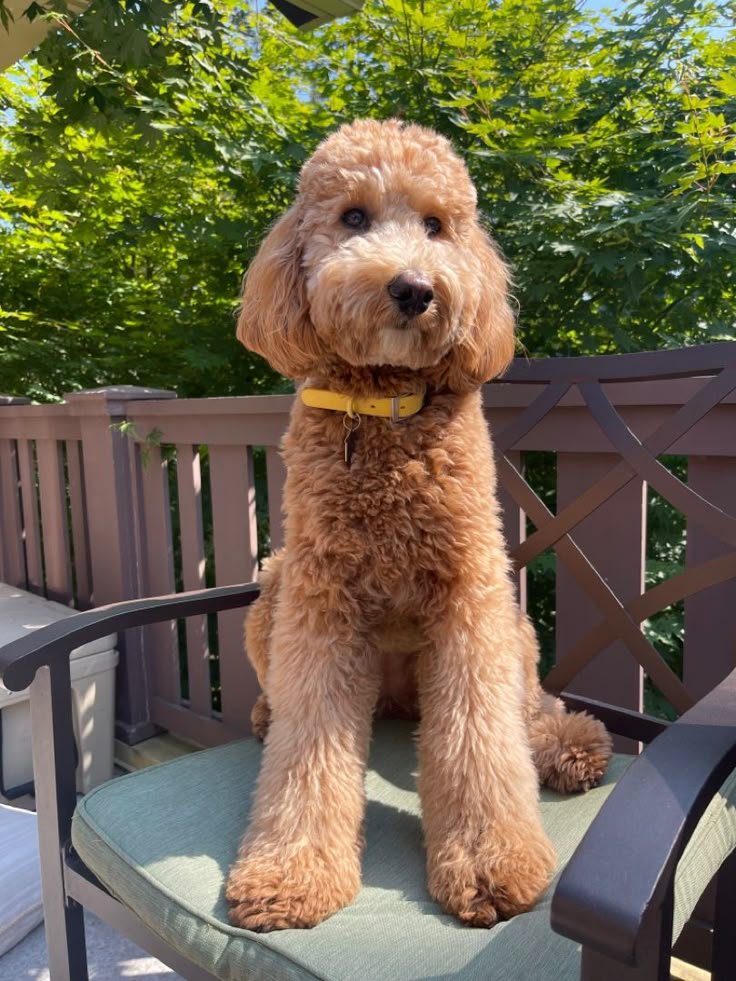 f1b goldendoodle, doodle, poodle, dog, Goldendoodle Poodle Haircut, F1 Goldendoodle Haircut, Grooming Goldendoodle, Golden Doodle Haircut, Doodle Haircuts, Doodle Cuts, Goldendoodle Haircuts, Daisy Doodle, Goldendoodle Grooming