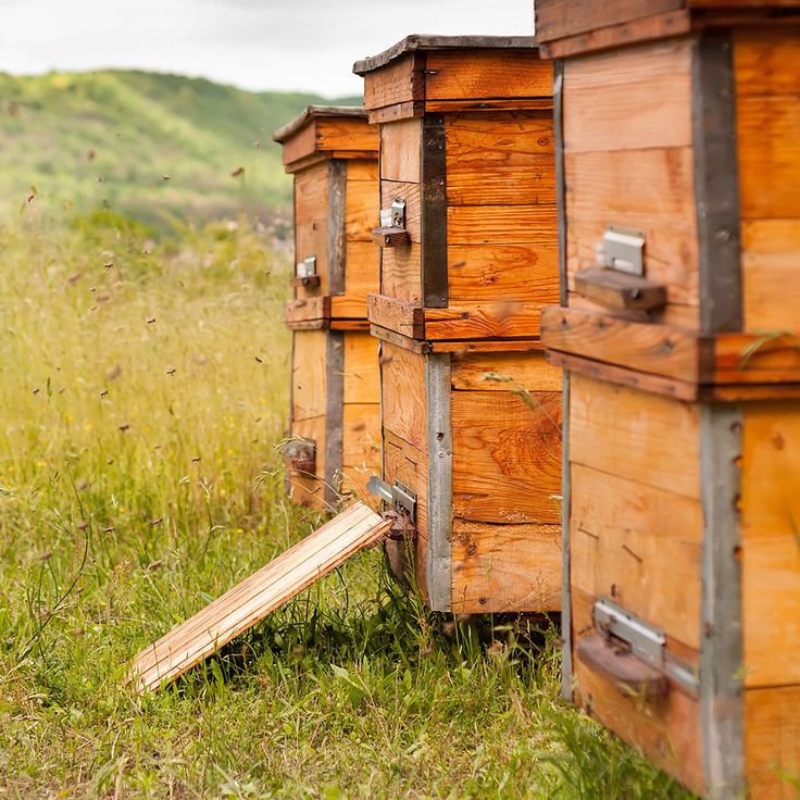 several beehives sitting in the grass next to each other