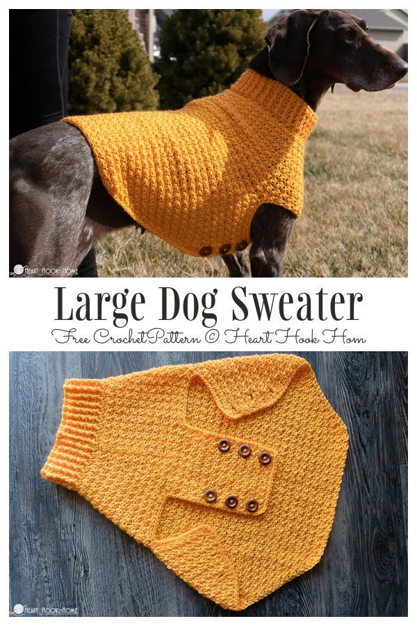 a dog wearing a sweater with buttons on it