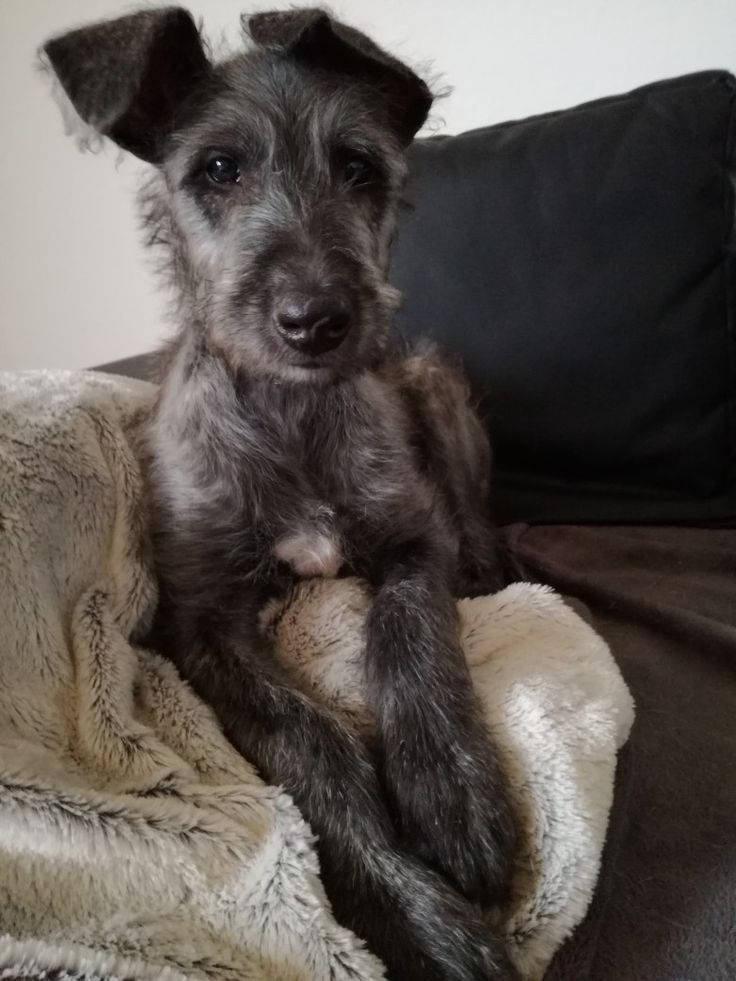 a small dog sitting on top of a blanket