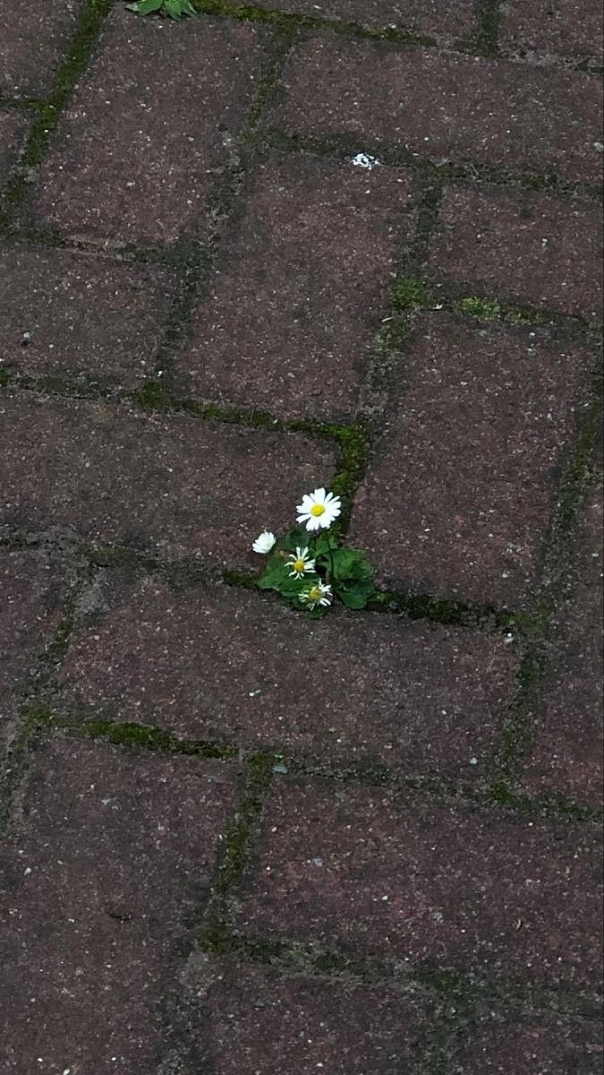 a small white flower sitting on top of a brick road next to green grass and flowers