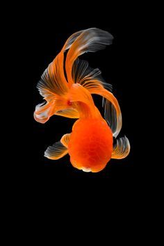 an orange fish with black background in the dark water, looking up at it's tail