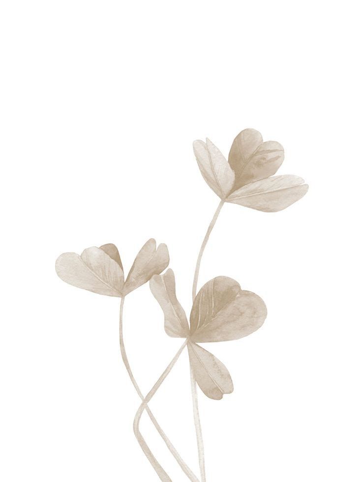 three white flowers with long stems in front of a white background