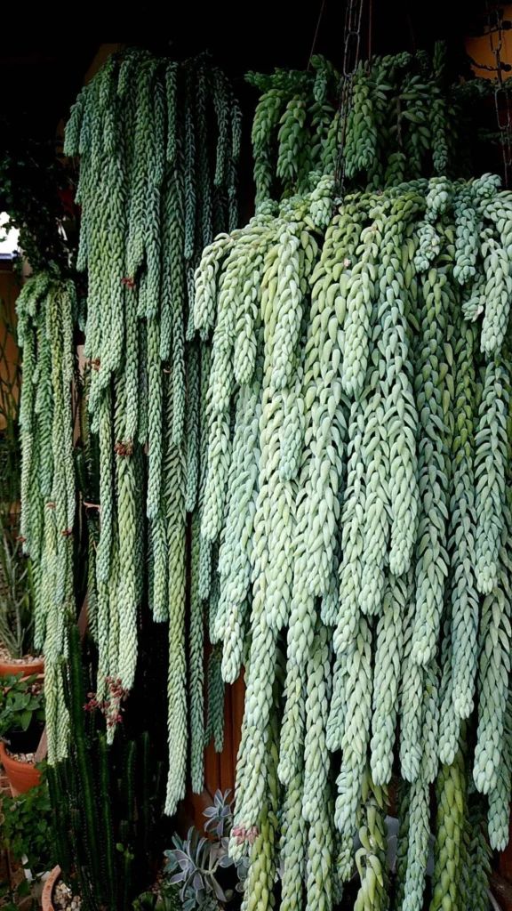 many green plants hanging from the ceiling