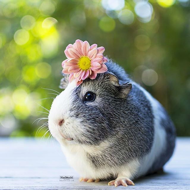 a small rodent with a flower on its head