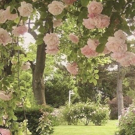 pink flowers are blooming on the trees and in the grass, along with other plants