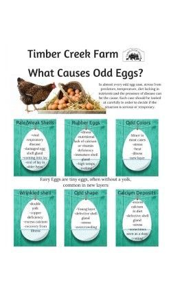 an image of what cause old eggs are in the farm? info sheet for children's books